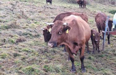 Schnucki Lautenthal - Foto 4