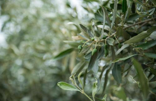 Νηρηίδες Apartments Studios - Photo 44