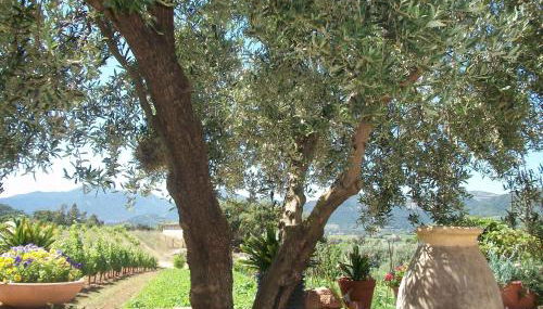 Monte Astili - Foto 4, Garden view