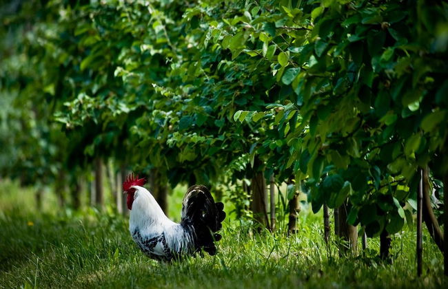 Antica Corte Pallavicina - Foto 33