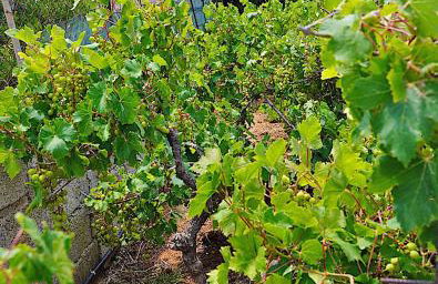 Figs & Grapes * Cosy small house * Marmari * South Evia - Foto 27