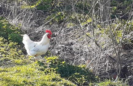 Top EG Rollstuhlwohnung 80qm zum Frühjahr- und Sommerpreis - Photo 22