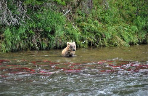 Alaska Creekside Cabins in Seward - Foto 10