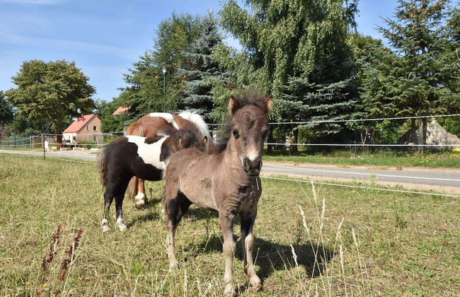 Modern Holiday Home in Detershagen With Garden - Foto 78