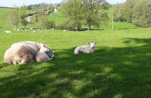 Ewe Retreat Shepherds Hut - Foto 9