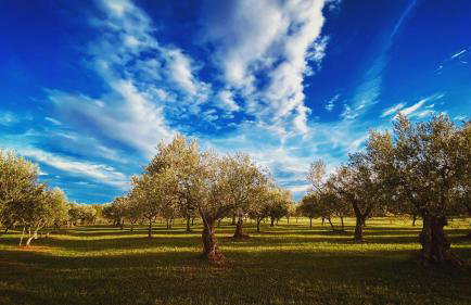 Villa Pavicini - with heated pool - Photo 18
