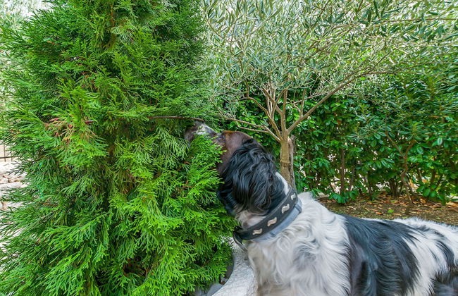 Villa Holiday Home Zvečanje - Foto 26