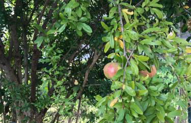 Torre Colombaia - Foto 11