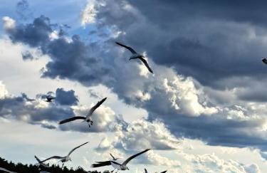 Blick zum See - Foto 14