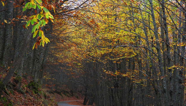 Tour della valle dell'Ambroz in 4x4 - Foto 3, I colori della natura