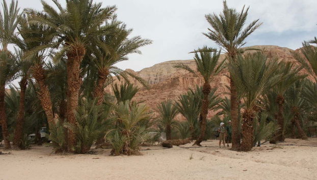 L'oasi di Ain Khudra
