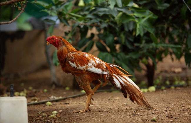 Harvest Fresh Farms - Foto 17