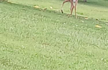 serenity cabins - Photo 27