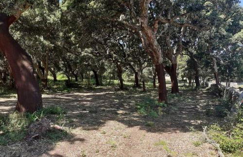 Eco Lodge nella natura Con Piscina privata "La Grande Quercia" - Foto 53