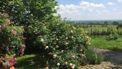 Traumblick Rebenmeer - Foto 5