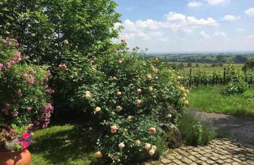 Traumblick Rebenmeer - Foto 5