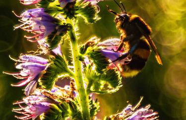 Siedlisko Przy Lesie Alpaka 3 - Foto 33