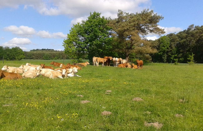 Peaceful Apartment in Zarnewanz near Baltic Sea - Foto 17