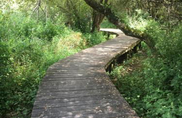 Le Rin de la fôret - Foto 15