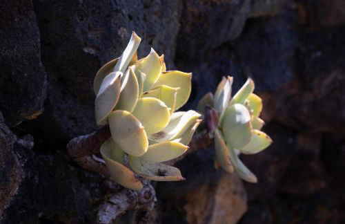 La Pestilla 2 - Stunning rustic house, El Hierro - Foto 21