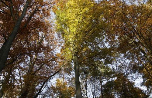 Hollerhof - Urwüchsiges Paradies - Kreativurlaub - Foto 32