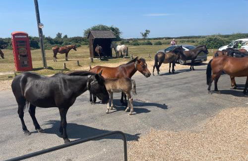 New Forest View - Foto 17