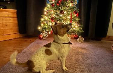 Valentine Cottage, Aylsham - Foto 35