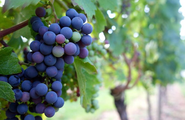 Bordeaux Culinary and Wine Tasting Tour - Photo 19