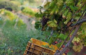 Agriturismo Peq Agri-Resort Tovo - Foto 43