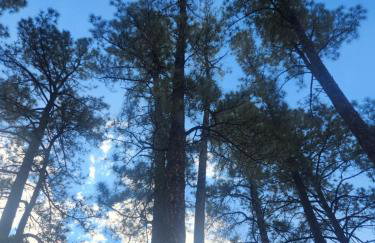 Chic Country Home in the Woods with Hot Tub - Foto 36