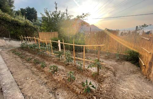 The Doctor's house - Το σπίτι του γιατρού - Photo 4