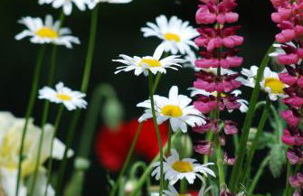 Ferienwohnung im Grünen - Hof Blohme - Foto 47