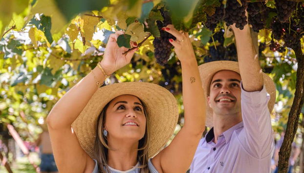 Half Day Visit to a Wine Estate - Foto 2