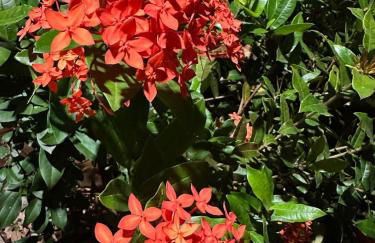 Maravilhosa Casa da Floresta - Foto 13