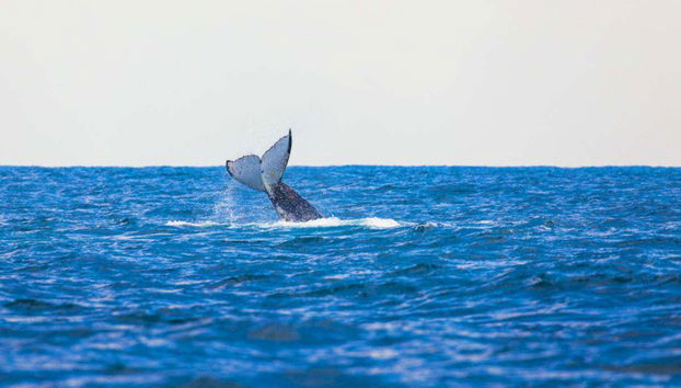 Whale Watching Cruise - Photo 4