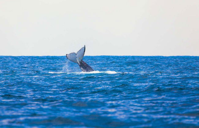 Whale Watching Cruise - Photo 4