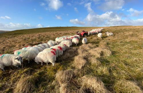 Cae'r Beili - Photo 37