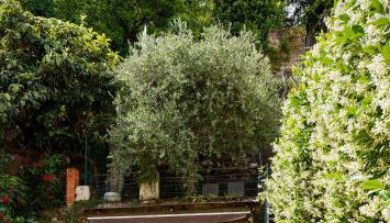 Giardino segreto, in centro - Foto 5, Garden, Garden view