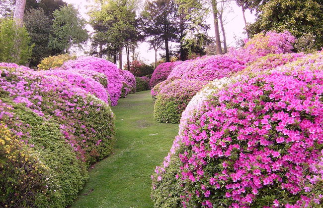 Azalea & Glicine House - Foto 61