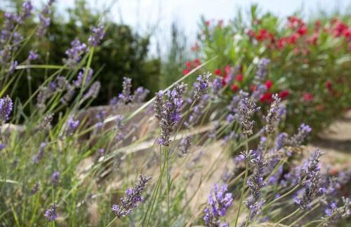 Gîtes Equestres Lou Caloun - Les Saintes Maries de la Mer - Foto 7
