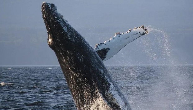 Avistamiento de ballenas en zodiac en Victoria - Tour de medio día en grupo reducido - Foto 3