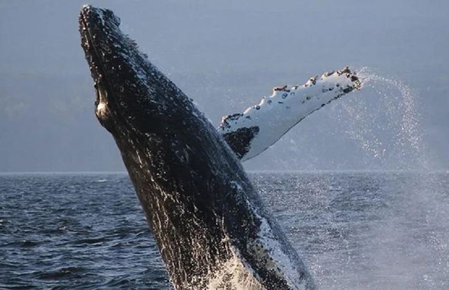 Victoria Zodiac Whale Watching - Croisière d'une demi-journée en petit groupe - Photo 3