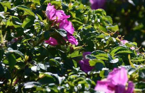 Haus Vineta - Foto 19