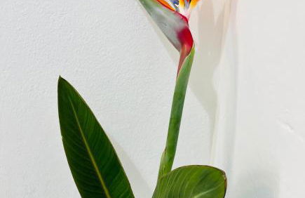 Casa da Salúquia - Foto 7