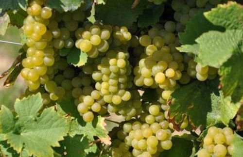 Gemütliches Häuschen mit Innenhof - Longstay - Foto 27