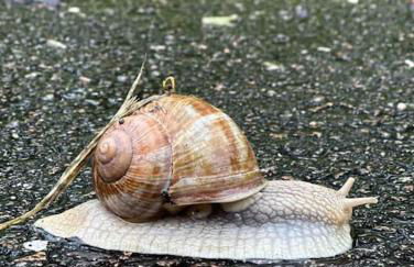 La petite Semuroise - Foto 37