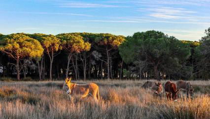 Appartement Vue d'Or les pieds dans l'eau - Foto 3