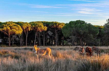 Appartement Vue d'Or les pieds dans l'eau - Foto 3