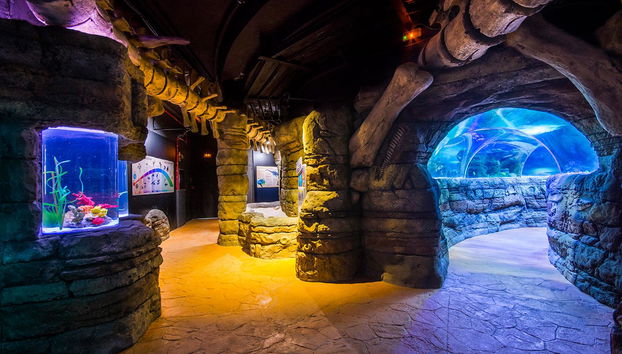 Sea Life Benalmádena - Biglietto - Foto 3