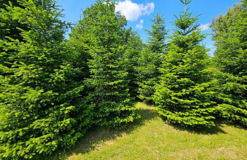 Pension und Ferienwohnungen Lerchl - Foto 66